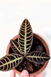 Emblemantha urnulata "Pink"